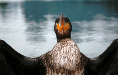 Guangxi - Li River Cormorant.jpg (414211 bytes)