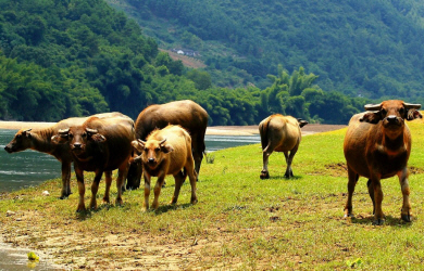 Guangxi - Li River Sights (2).jpg (310969 bytes)