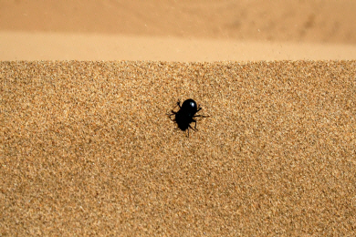 Inner Mongolia - Desert Beetle (2).jpg (774475 bytes)