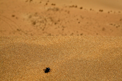 Inner Mongolia - Desert Beetle.jpg (702495 bytes)
