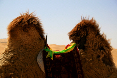 Inner Mongolia - Desert Camel.jpg (445012 bytes)