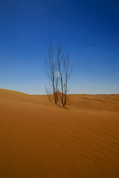 Inner Mongolia Desert (2).jpg (325378 bytes)