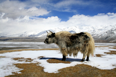 Karakoram Hwy - Beautiful Blond - Yak at about 4,000 meters..jpg (211696 bytes)