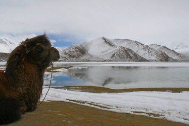 Karakoram Hwy - Karakul Lake Camel.jpg (173041 bytes)