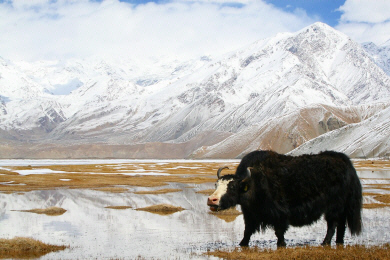 Karakoram Hwy - Khunjerab Pass Yak.jpg (227542 bytes)