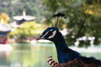 Lijiang - Peacock, Black Dragon Park.JPG (246282 bytes)