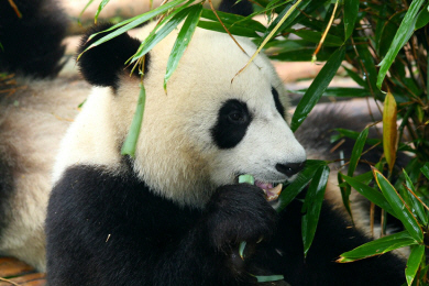 Sichuan - Giant Pandas at Play (2).jpg (188136 bytes)