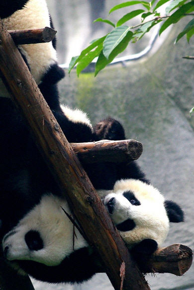Sichuan - Giant Pandas at Play.jpg (197666 bytes)