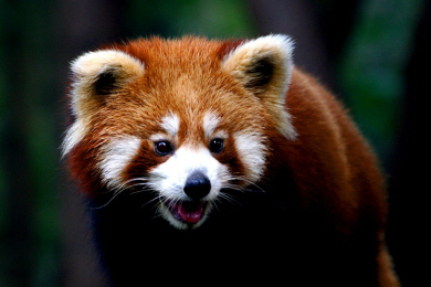 Sichuan - Red Panda.jpg (140724 bytes)