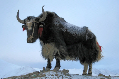 Tibet - Yak in Mountains.jpg (136233 bytes)