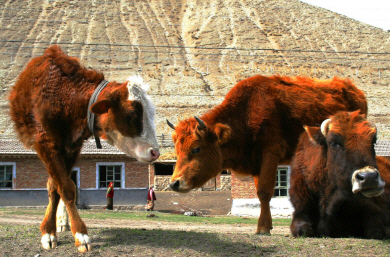 Xinjiang - Kazakh Cows.jpg (292545 bytes)