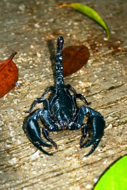 scorp.jpg (248299 bytes)